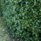 Kirschlorbeer - Prunus laurocerasus Etna - Hecke - Blatt grün - 6 Pflanzen - 1 laufender Meter - immergrün - Topf 17cm Höhe 50cm