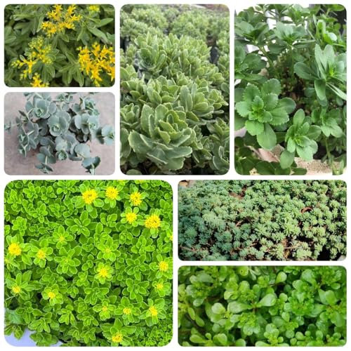 300 piezas Semillas de Sedum para tejados verdes - Plantas resistentes para el jardín. plantas verdes plantas de interior semillas Las plantas de hoja perenne son resistentes balcón
