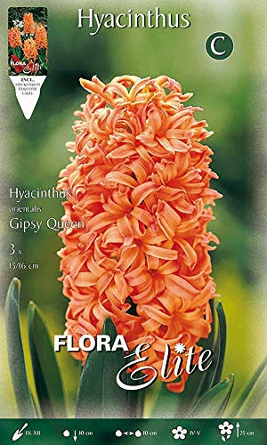 BULBI AUTUNNALI GIACINTO GIPSY QUEEN CONFEZIONE 3 BULBI BULS BULBES profumati