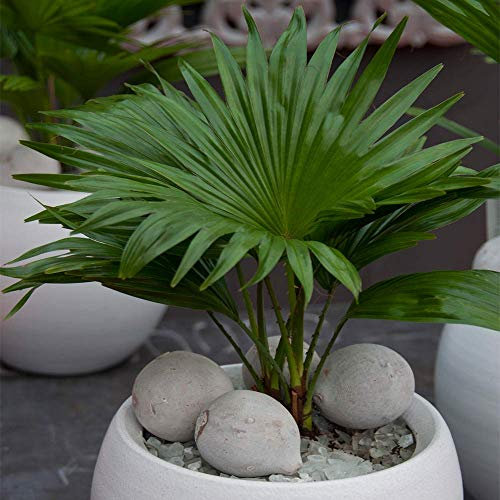 Indoor Houseplant - Livistona Palm - Decorative Tropical Gift Plant in 15cm Pot