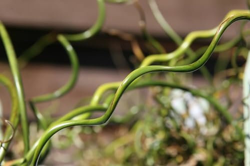 Marginal Pond Plant - (Potted 1 Litre) ~ Corkscrew Rush - Juncus Effusus Spiralis