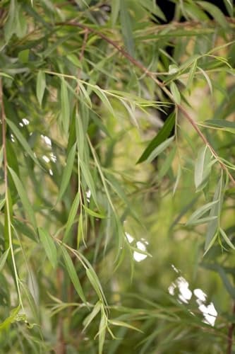 Salix alba 'Tristis' 80-100 cm - Trauerweide, gelbe Kätzchen, Blütezeit März-April, ideal für große Gärten, schnellwachsend, winterhart