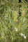 Salix alba 'Tristis' 80-100 cm - Trauerweide, gelbe Kätzchen, Blütezeit März-April, ideal für große Gärten, schnellwachsend, winterhart