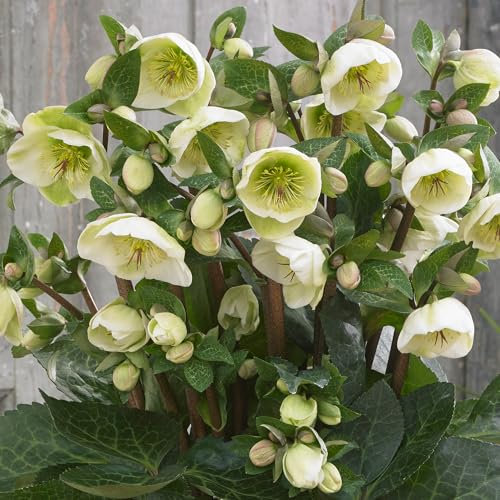 Helleborus Frostkiss Moondance - Hardy Evergreen Perennial for Gardens - Beautiful Winter and Early Spring Blooms in Pot (9cm Pot, 10-20cm)
