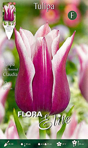 Flora Elite 204753 Lilienblütige Tulpe Claudia (10 Stück) (Tulpenzwiebeln)