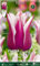 Flora Elite 204753 Lilienblütige Tulpe Claudia (10 Stück) (Tulpenzwiebeln)