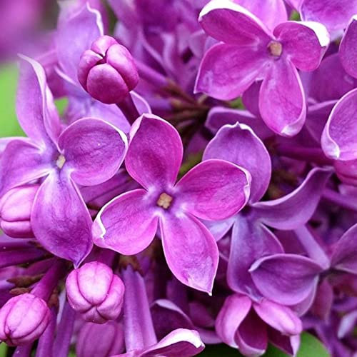 Haloppe 25 Unids Lila Flores Plantas Semillas para Plantación de Jardín en Casa, Lila Semillas Flor Púrpura Natural Lila Semillas para Bonsai Semilla