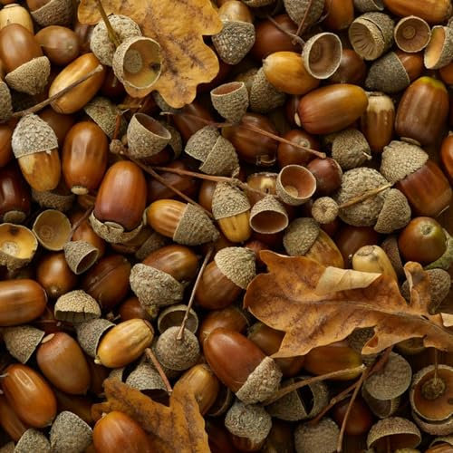 15 Pcs Eiche Samen - Quercus Palustris - Bonsai Tree, Bäume Pflanzen Eiche Baum Samen, Immergrüne Pflanzen Winterhart Bäume Kaufen, Zimmerbonsai Bonsai Grünpflanzen, Gartendeko Für