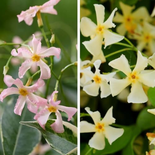 Trachelospermum Star Duo - Evergreen Climbing Jasmine with Fragrant Star-Shaped Flowers | Perfect for Arches, Doorways & Patios - 2X 9cm Potted Plants by Thompson & Morgan