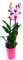 POWERS TO FLOWERS - DENDROBIUM PINK KISS, pianta vera