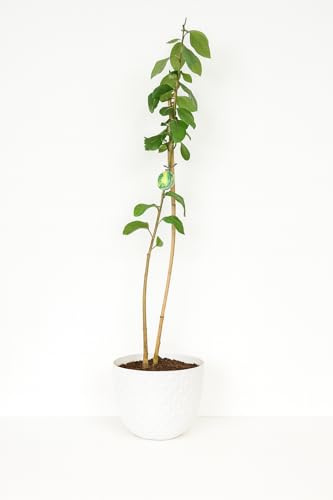 Garden Center Shop | Chirimoyo M20 120‑150 cm | Árbol subtropical resistente | Frutos cremosos, dulces y nutritivos | Ideal para huertos urbanos y jardines