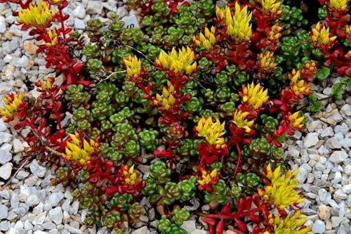 Sedum oregon, Orpin de l'Orégon - jardin de rocaille