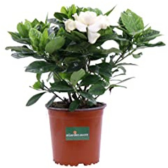 Pianta di Gardenia Jasminoides diverse grandezze pianta fiorita bianca da arredo interno pianta vera ornamentale venduta da eGarden.store (Vaso 12 cm)