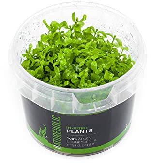 Montecarlo Monte Carlo NatureHolic In-Vitro Plante pour aquarium