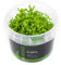 Montecarlo-Perlkraut/Micranthemum Monte Carlo - NatureHolic In-Vitro Aquarium Pflanze