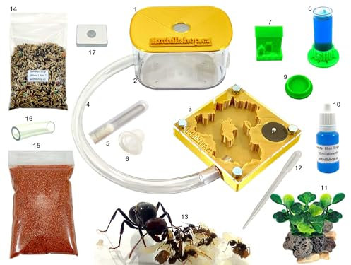 Anthillshop.es Formicaio educativo 3D 7x7 Oro con Scatola di foraggiamento (formiche Incluse gratuitamente)