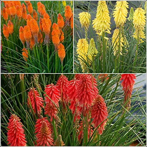 Kniphofia Uvaria Poco 'Mix' Dwarf Red Hot Poker x 3 Jumbo Plug Plants