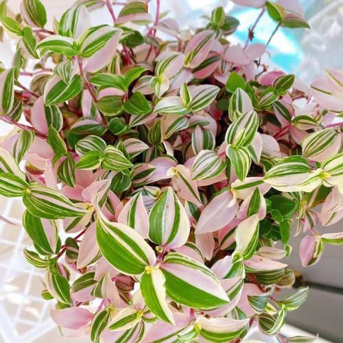 50 pz Acquista semi di piante ragno - Chlorophytum comosum - vere piante d'appartamento, piante perenni, piante perenni resistenti pianta ragno appesa Semi di piante in casa, piante