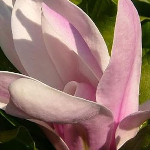 Magnolie soulangeana - Magnolia × soulangeana - 50-60 cm Topf - Beliebte Frühlingsmagnolie