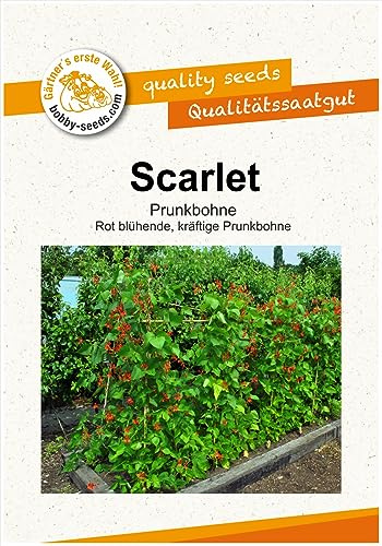 Bohnensamen Scarlet Prunkbohnen Portion