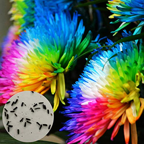 AchidistviQ 20 Teile/Beutel Seltene Regenbogen Chrysantheme Samen Hardy Mehrjährige Zier Chrysantheme Blumensamen Bonsai Hausgarten Pflanzenai Samen der Regenbogen-Chrysantheme