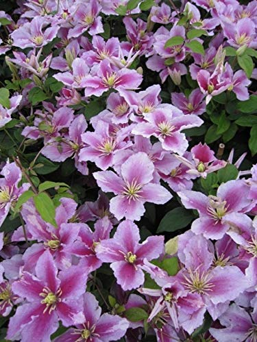 Clematis Piilu (60-100 cm) - Waldrebe/Klematis