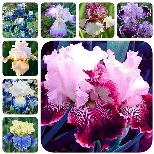 8 piezas bulbos de iris - plantas de iris - prado de flores, plantas perennes perennes resistentes (iris tectorum) decoración salón, pequeños regalos flores de jardín, plantas resistentes