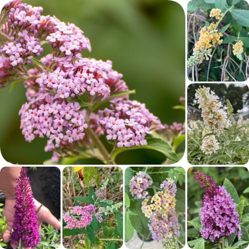 50 pz Semi resistenti di Buddleia, Buddleia semi di fiori semi di regali per gli ospiti Buddleja, Buddleia tricolore Semi di fiori perenni resistenti, piante da balcone resistenti
