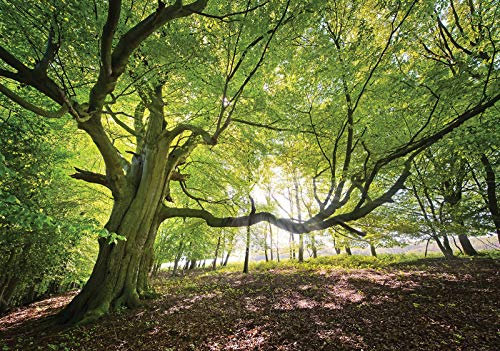 Forwall Fototapete Vlies Tapete Wanddeko Natur Wald - Bäume Grün Pflanzen Moderne Wanddekoration 11799V8 368cm x 254cm Schlafzimmer Wohnzimmer