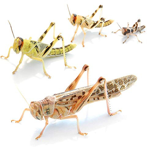 Wüstenheuschrecken mittel 100 STK. - Futterinsekten