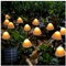 TOTHDATE Mini Solar Pilz Lichter Warmweiß Licht, 5M 20LEDS Solar Pilz Außen Gartenleuchten Solarpfahl Lichter Wegebeleuchtung 8 Beleuchtungsmodi IP44 Wasserdicht für Garten Rasenflächen im Freien