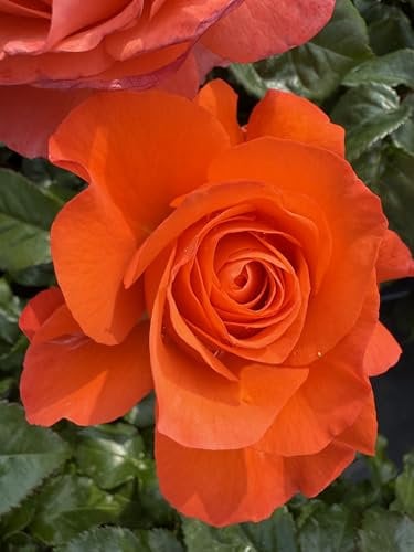 One Love – 4L Potted Floribunda Rose – Red Blooms – Lovely Gift Idea