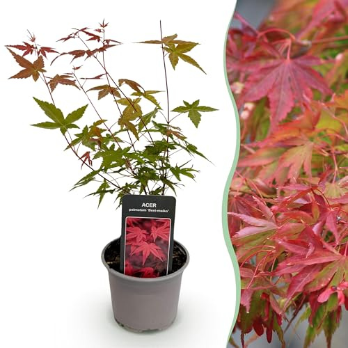 Acer palmatum Beni-maiko - Rosso - Deciduo - Bassa manutenzione - 25-35cm - Ø12cm - Pianta da giardino