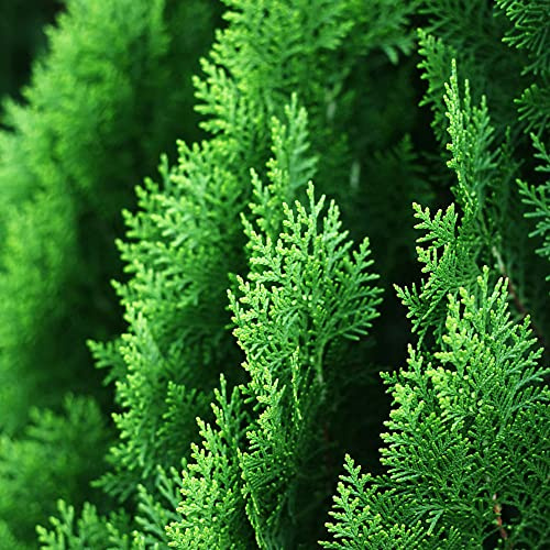 Semi di cipresso - sostenibili sempreverde, resistente al freddo giardino raro giardino balcone vecchie varietà ornamentale biologico, resistente al 150pcs