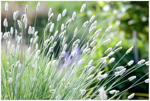 Stauden Gänge 1 x Sesleria sadleriana Ungarisches Blaugras winterhart | Blaues Ziergras für Sonne bis Halbschatten, Blüte April bis Juni, mehrjährig, 1 L Topf (11x11 cm)