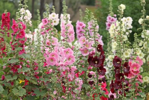100 graines de Rose trémière commune « Mélange multicolore » (Alcea rosea) – Fleur colorée de jardin de campagne
