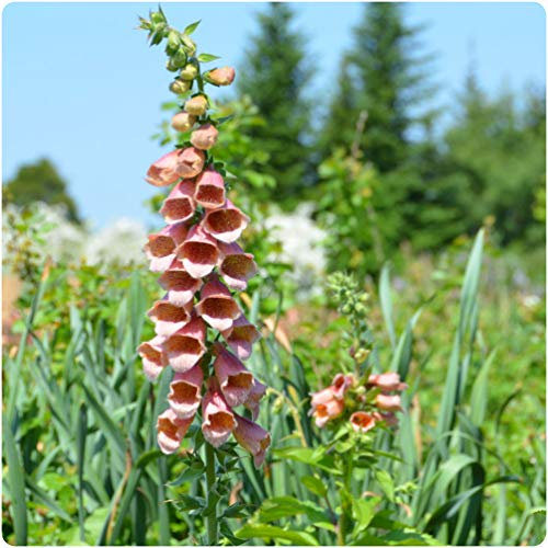 6 x Foxglove Digitalis Polkadot Polly Large Perennial Plug Plants