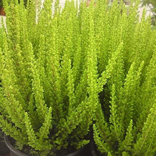 PIANTA DI ERICA CALLUNA SKYLINE VASO 13CM