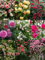 Govixed 200+ Rosas Trepadoras Exterior Cultivo de semillas de Rosas al aire libre - paisaje doméstico de uvas en el jardín (Mezclar Colores)