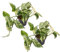 Efeutute, Scindapsus, (Epipremnum aureum) Sorte: Marble Queen, weiß-grünes gezeichnetes Blattwerk, rankend, Ampelpflanze, luftreinigend (2er Set im 12cm Topf)