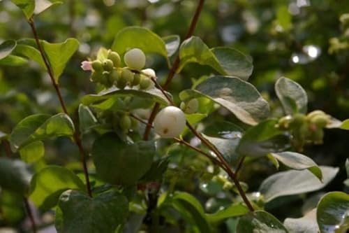 Symphoricarpos albus White Hedge - Weiße Schneebeere - Knallerbsenstrauch - 60-100