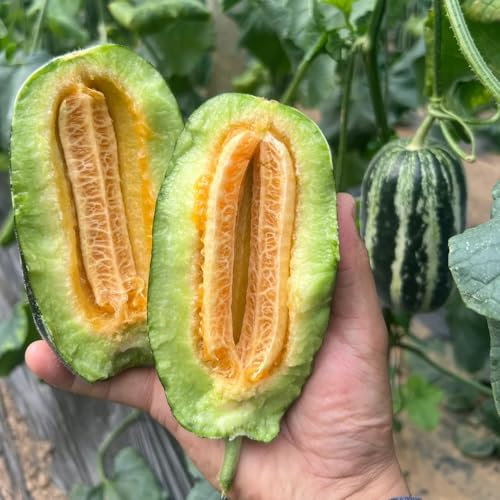zuckermelone samen - blumensamen,hochbeet melonensamen für garten alte sorten saatgut,indoor gewächshaus bodendecker winterhart mehrjährig,seed obstbäume kaufen,samen bonsai 400pcs