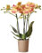 Orchid Phalaenopsis Jamaica - Moth Orchid House Plant - Real Indoor Plants for Living Room, Bedroom, Office - Indoor Plant for Home Decor (9cm Pot, 30-40cm)