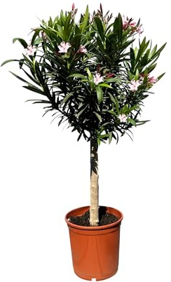 Sunny Tree - Plant - Oleander on Trunk - Nerium Oleander - Height 110-130 cm - Colour Pink - Evergreen in Winter - Mediterranean Plant
