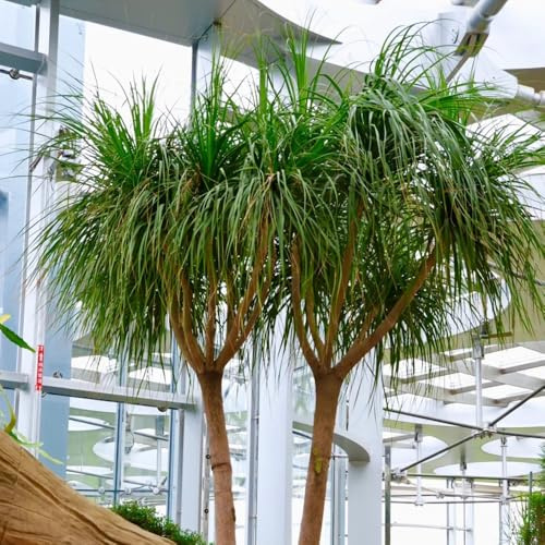 elefantenfuß pflanztöpfe exotische zimmerpflanzen pflanzenkübel hochbeete für garten balkonpflanzen dachbegrünung steingartenpflanzen gartenpflanzen dekopflanzen extrem winterharte 120samen