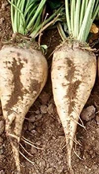 250 graines de Betterave à Sucre « Graines Jardin » Betteraves sucrières