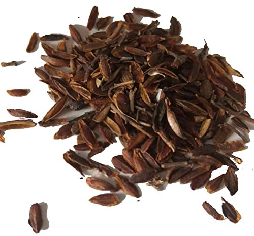Generic Graines de Lilas, 25pcs / Sac Graines de Lilas Fleur Pourpre à Haut rendement Facile à cultiver Semis de Lilas naturels pour bonsaï Graines de Syringa vulgaris