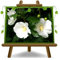 Hibiscus Syriacus Plante ornementale blanche - en pot de 24 cm. hauteur 70-80 cm.