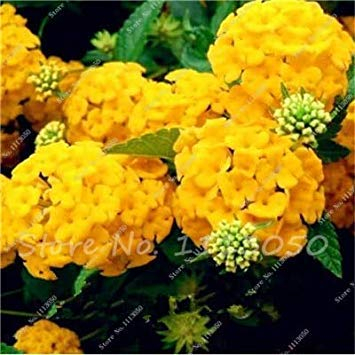 50 Piante Pz Hydrangea Tohum Giardino Fiorito Fiori Coperto per casa Jardin perenne Pot Sementes: 8