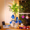 Yucca Palmier dans un emballage cadeau avec guirlande lumineuse dorée – Décoration de Noël Nouvel An